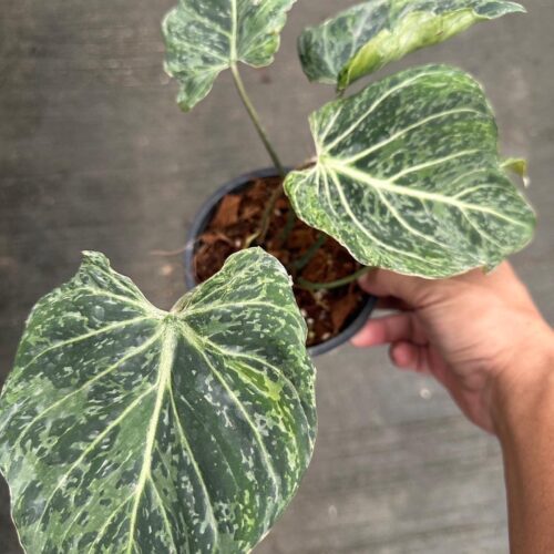 Philodendron Gloriosum snow leopard