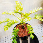 Philodendron Golden Xanadu