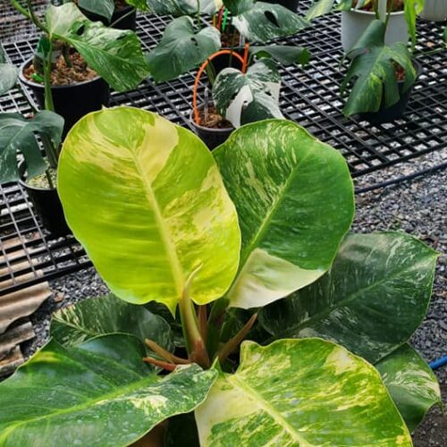 Philodendron Moonlight Variegated