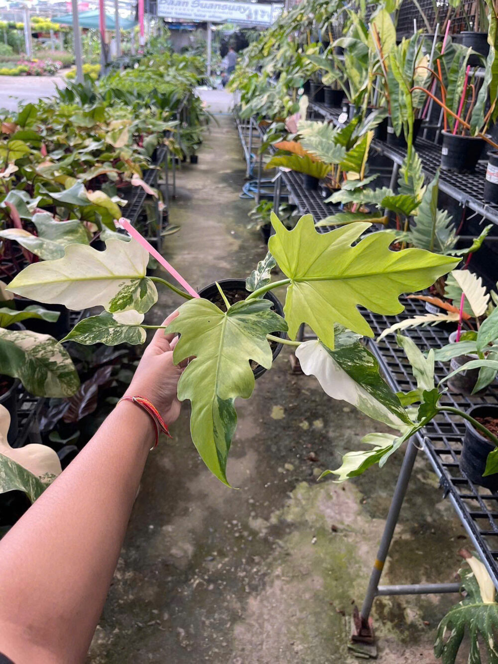 Philodendron Radiatum variegated