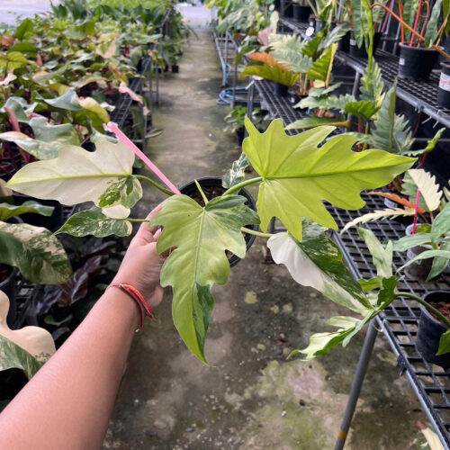 Philodendron Radiatum variegated