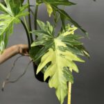Philodendron Radiatum variegated