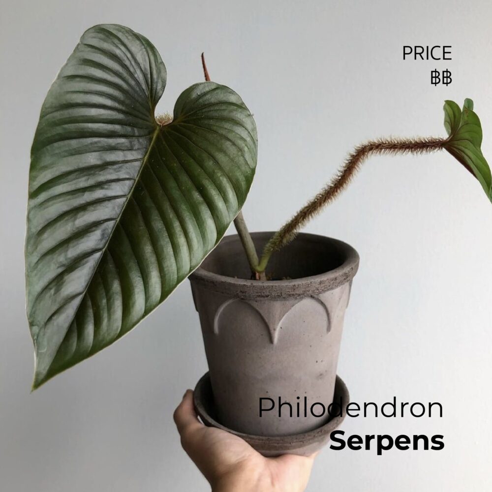 Philodendron Serpens