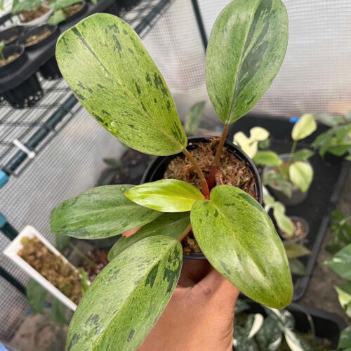 Philodendron red congo dwarf variegated