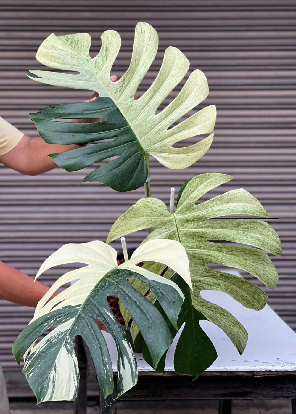 Monstera Mint