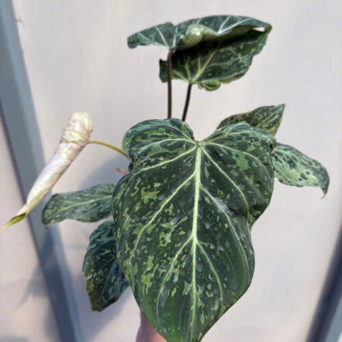 Philodendron Gloriosum Snow Leopard