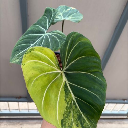 Philodendron Gloriosum Variegated