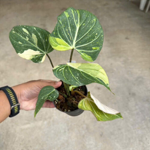 Philodendron gloriosum variegated