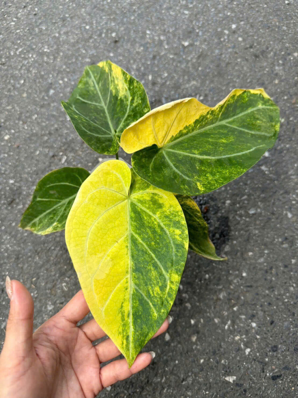 Anthurium Forgetii hybrid variegated