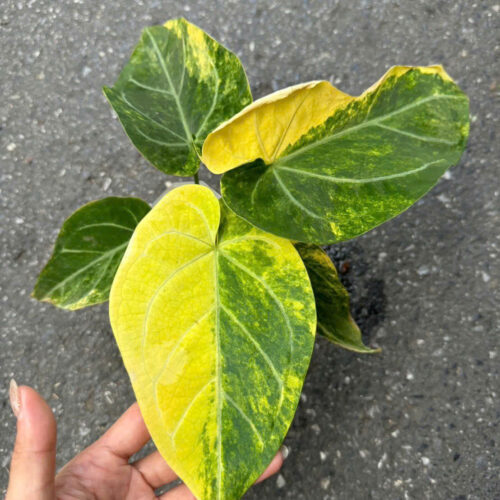 Anthurium Forgetii hybrid variegated