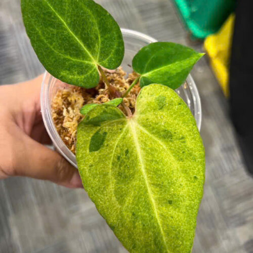 Anthurium Papillilaminum Mint