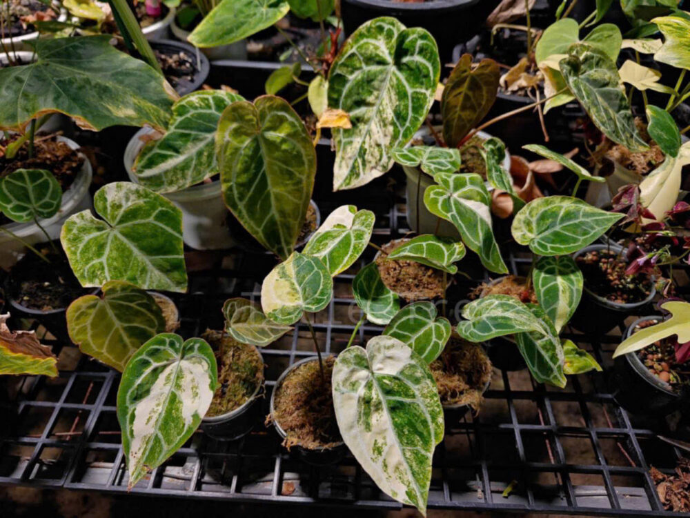 Anthurium crystallinum variegated