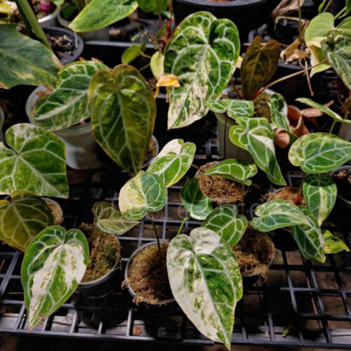 Anthurium crystallinum variegated