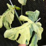 Monstera Masterpiece