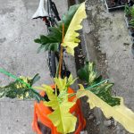 Philodendron Florida Beauty Variegated x Bob Cee Variegated