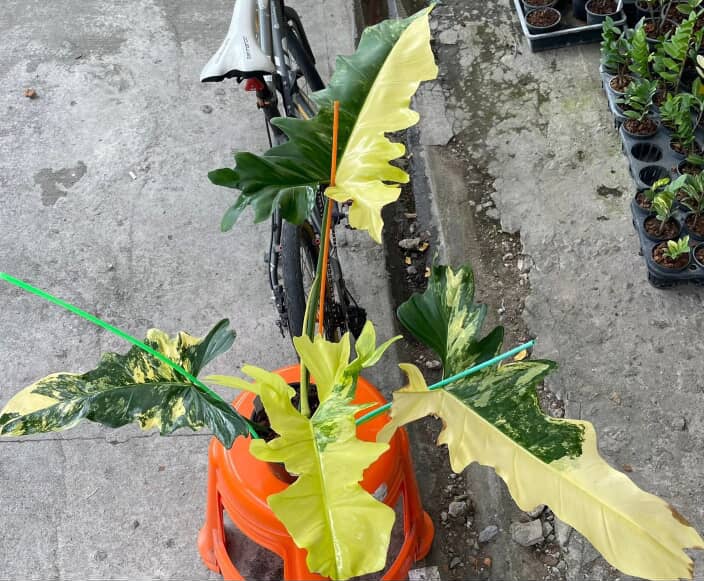 Philodendron Florida Beauty Variegated x Bob Cee Variegated