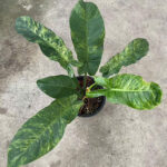 Philodendron Florida Beauty Variegated x Green Congo Variegated