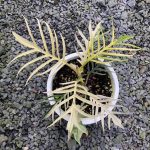 Philodendron Tortum variegated 3