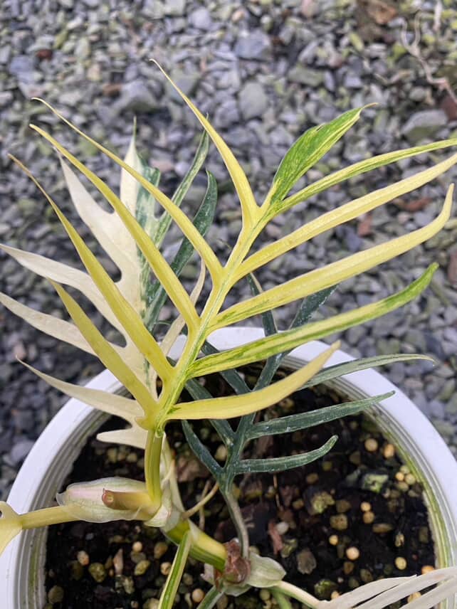 Philodendron Tortum variegated: A Rare Collector's Gem 100% Stable