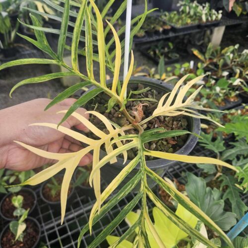 Philodendron Tortum variegated