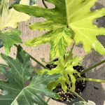 Philodendron selloum variegated 1 – view 2