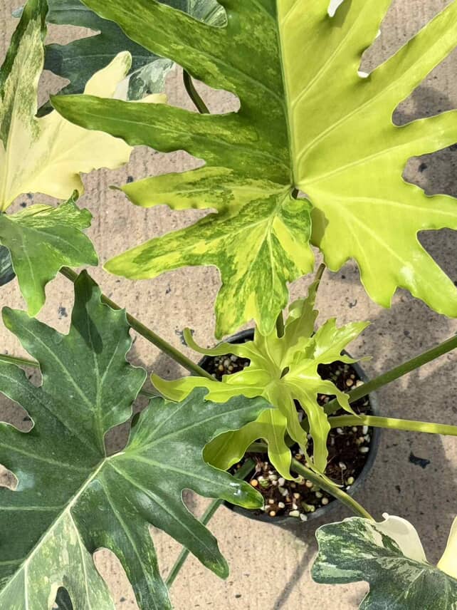 Philodendron selloum variegated - Thumbnail 4