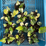 Philodendron selloum variegated