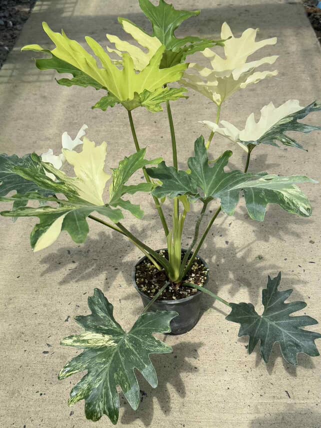 Philodendron selloum variegated - Thumbnail 2