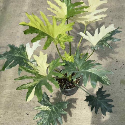 Philodendron selloum variegated for sale