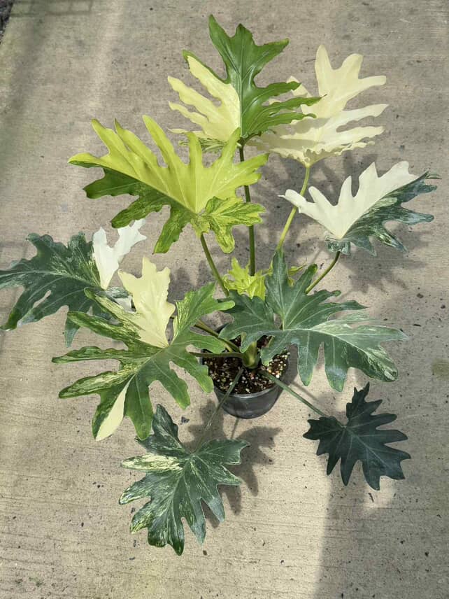 Philodendron selloum variegated - Thumbnail 3