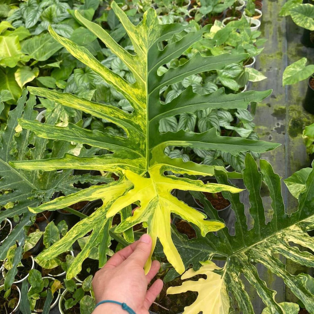 Philodendron selloum variegated