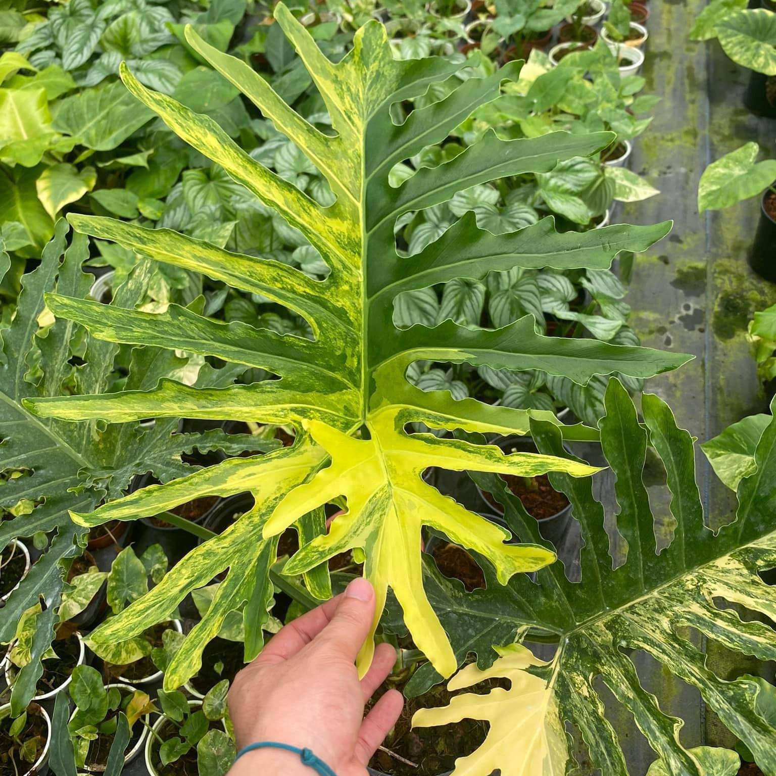 Philodendron selloum variegated 4