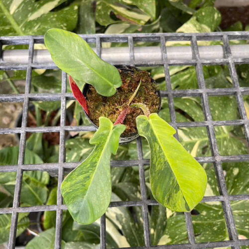 Philodendron squamiferum variegated