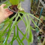 Platycerium Coronarium cv. thin