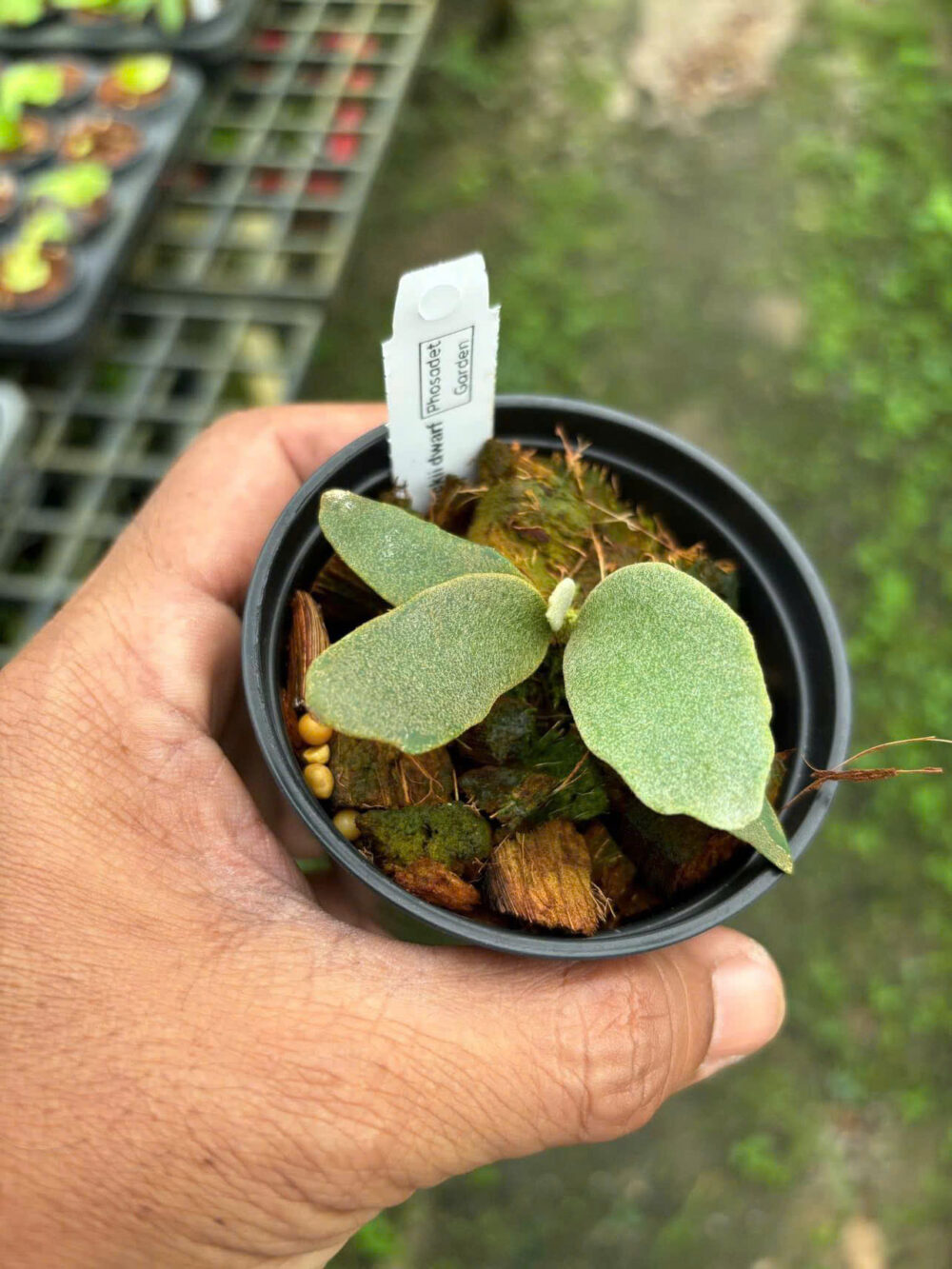 Platycerium Jade girl