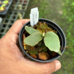 Platycerium Jade girl