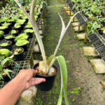 Platycerium monkey north