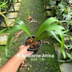 Platycerium Alcicorne Africa