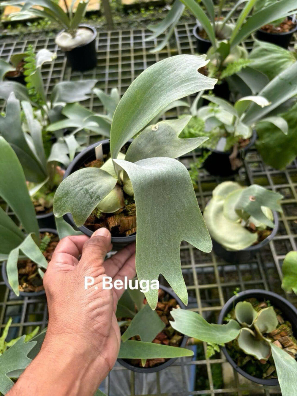 Platycerium 'Beluga'