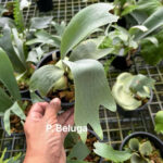 Platycerium 'Beluga'