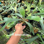 Platycerium Bifurcatum