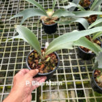 Platycerium Blue Marlin