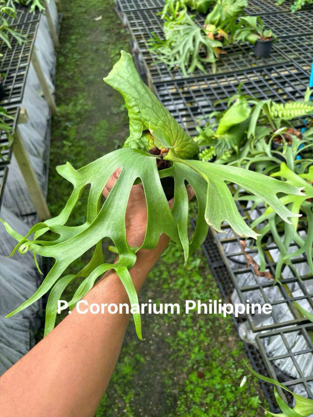 Platycerium Coronarium Philippines