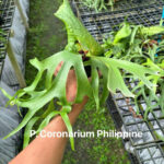 Platycerium Coronarium Philippines
