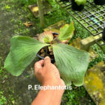 Platycerium Elephantotis