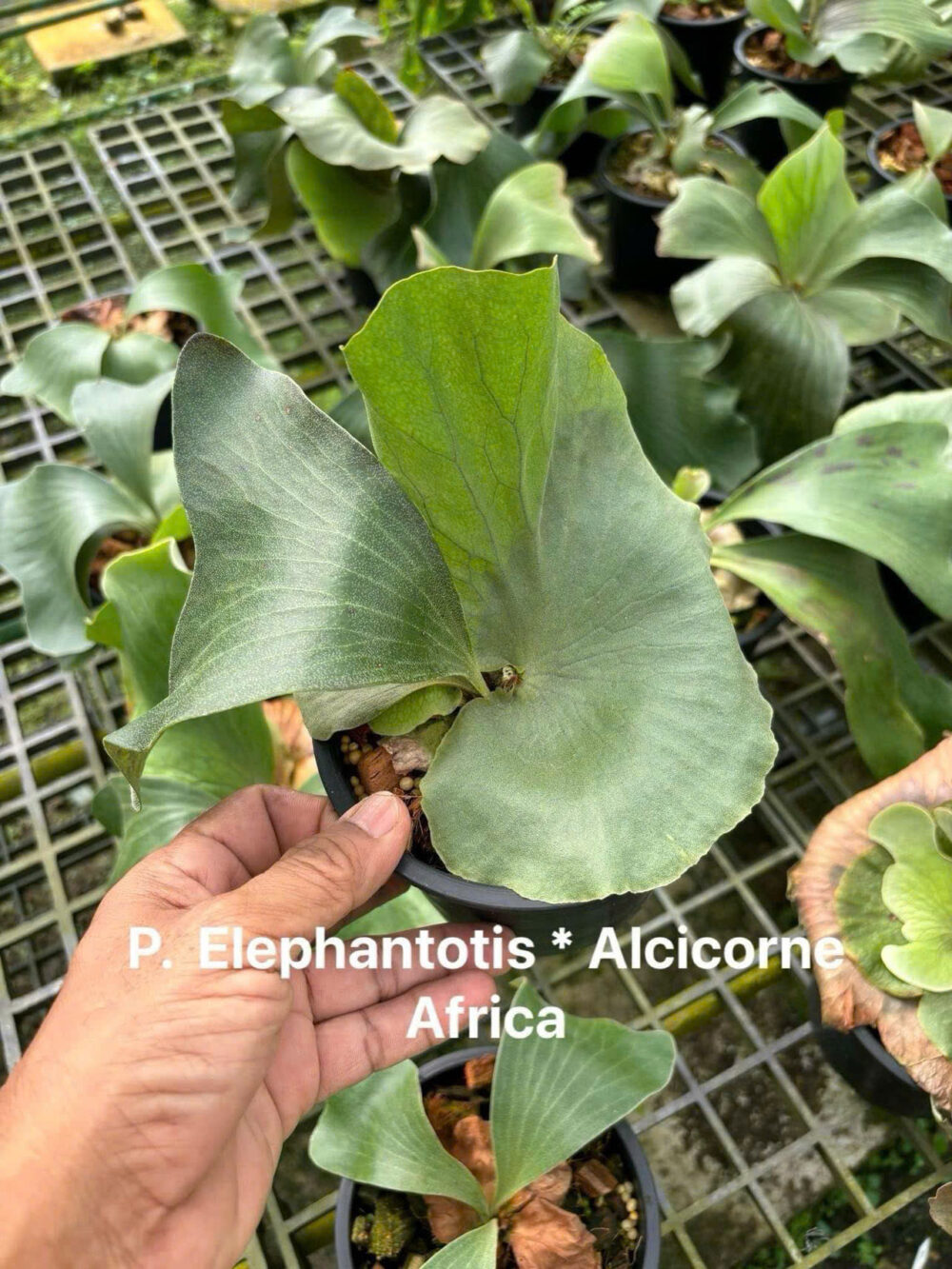 Platycerium Elephantotis x Alcicorne Africa