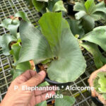 Platycerium Elephantotis x Alcicorne Africa