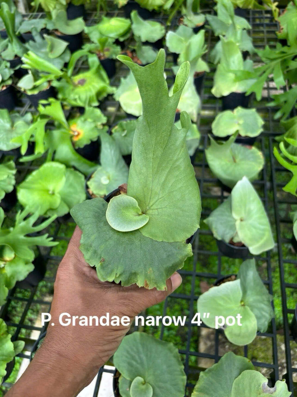 platycerium grande narrow