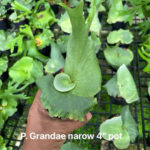 platycerium grande narrow