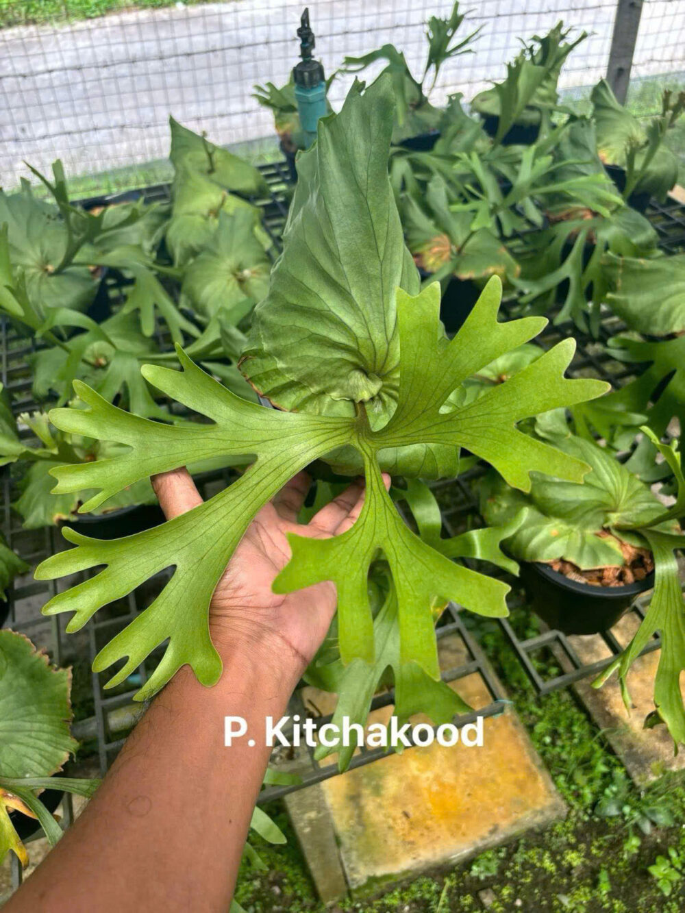 Platycerium Kitshakood